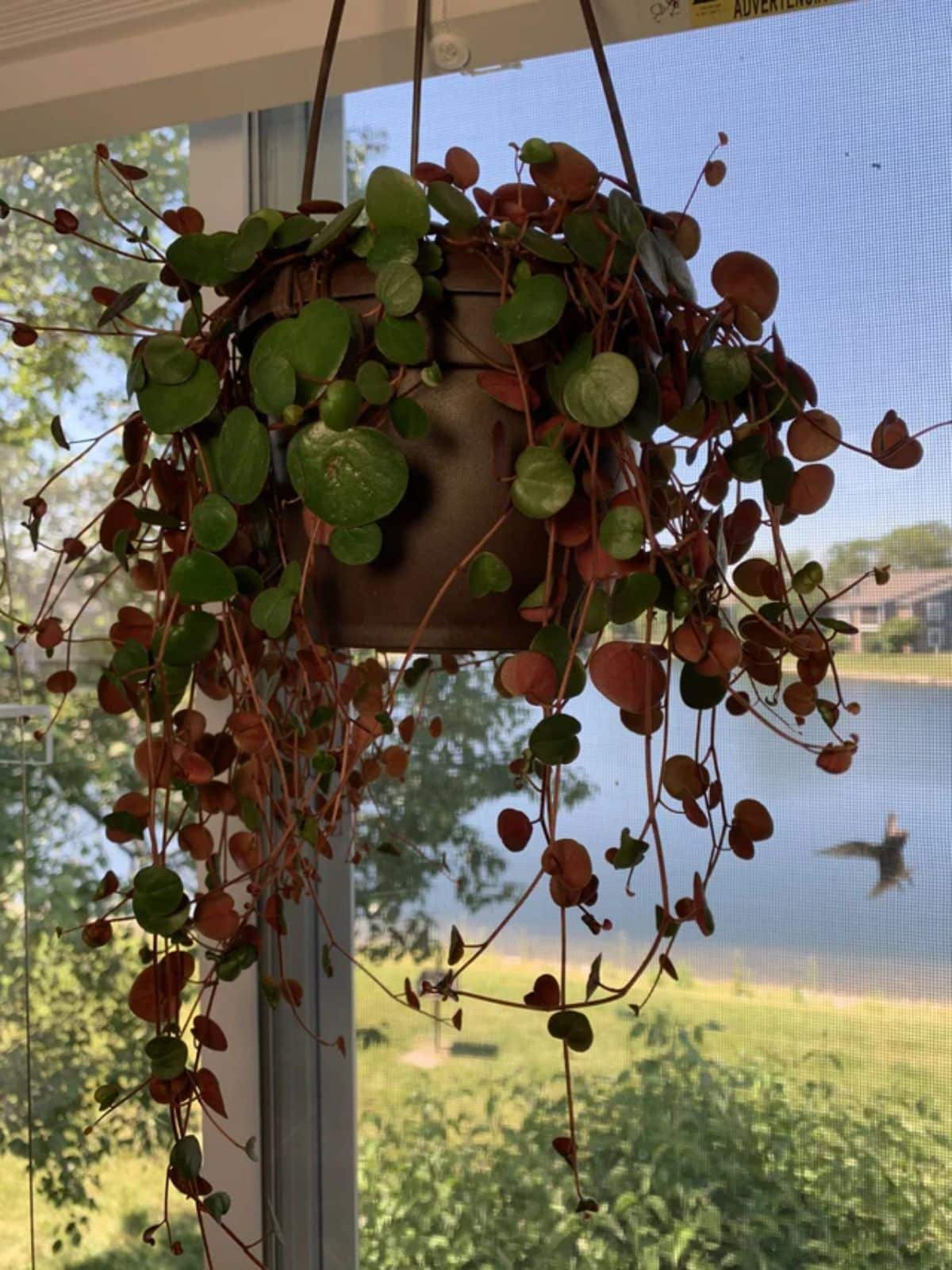 A Peperomia Ruby cascade in a hanging pot near a window.
