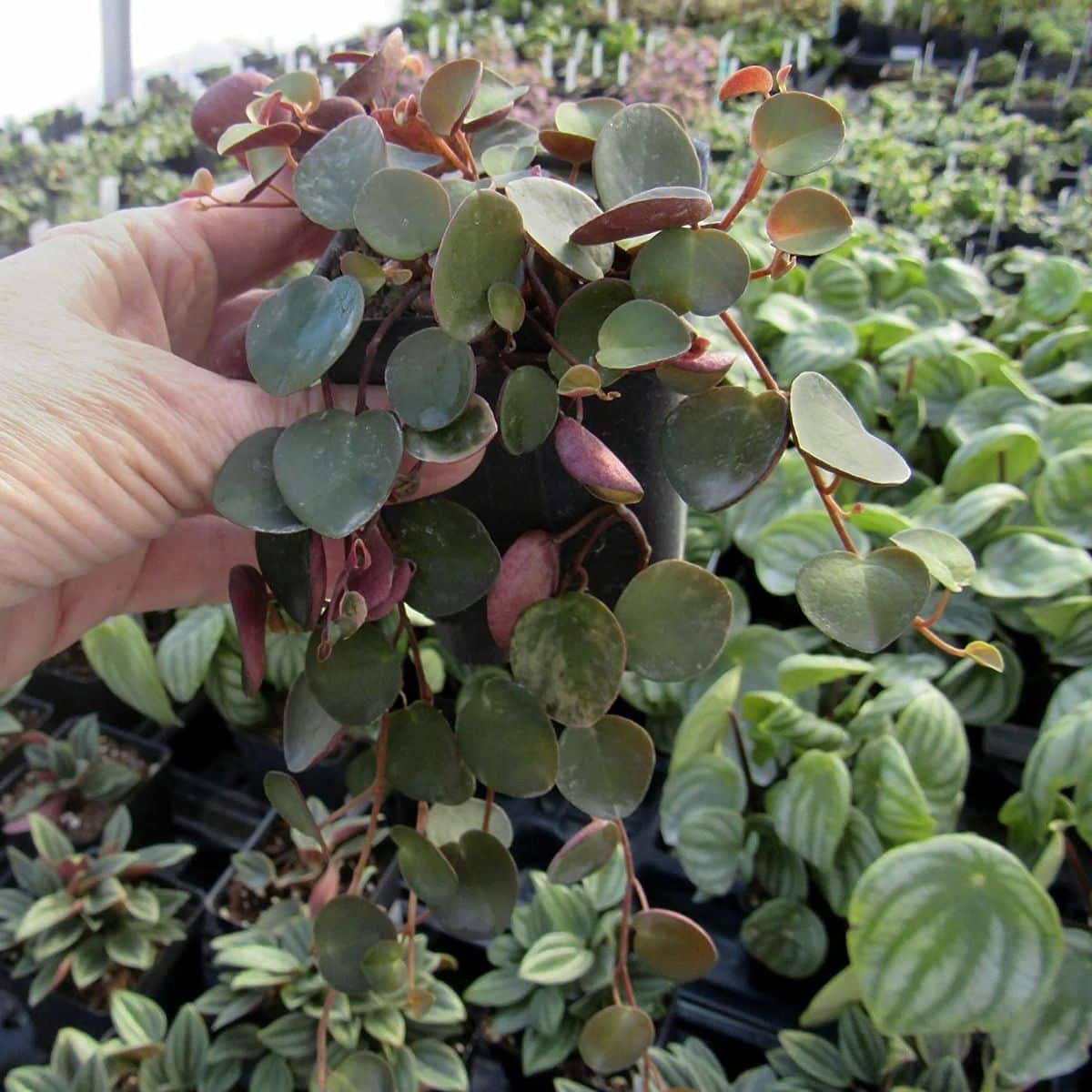 A Peperomia Ruby cascade seedling held by hand.