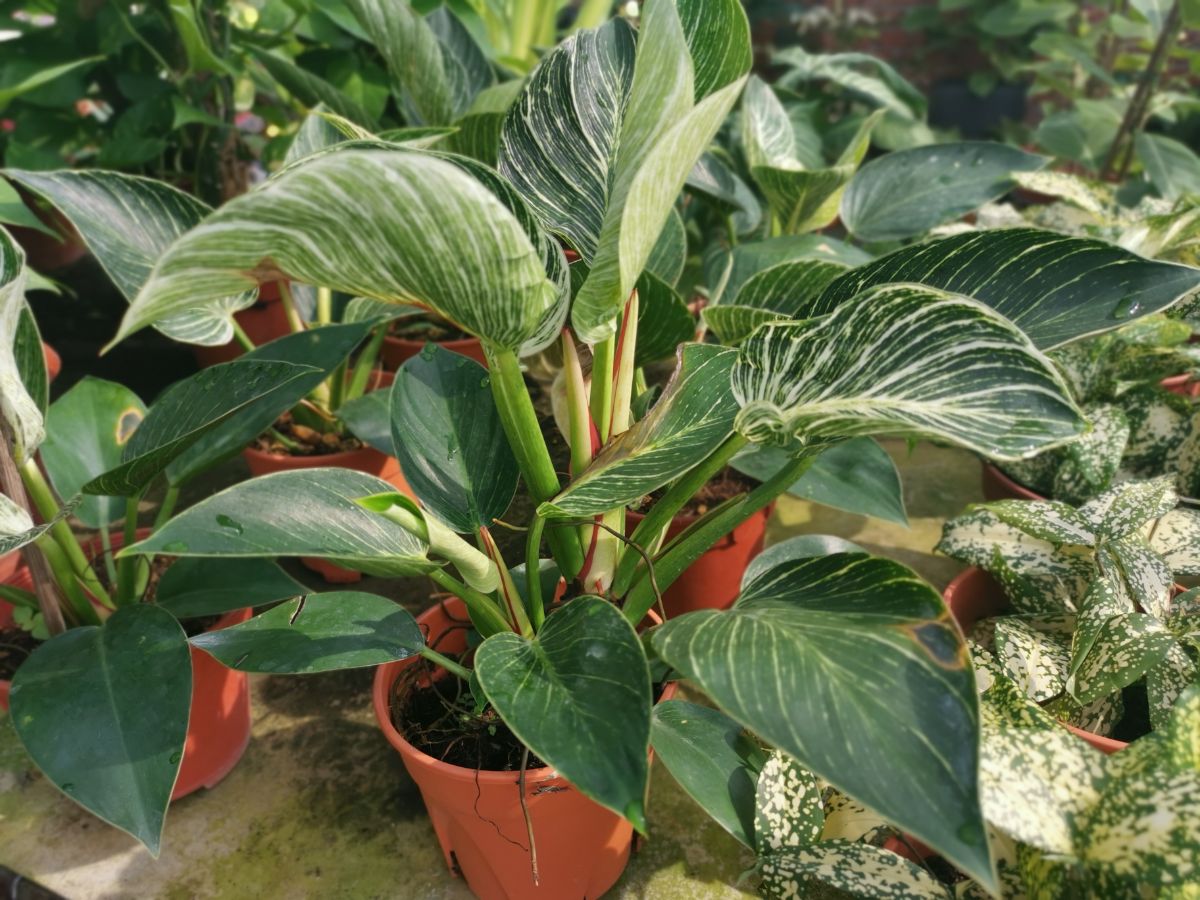 Philodendron Birkin with stripped foliage in a pot.