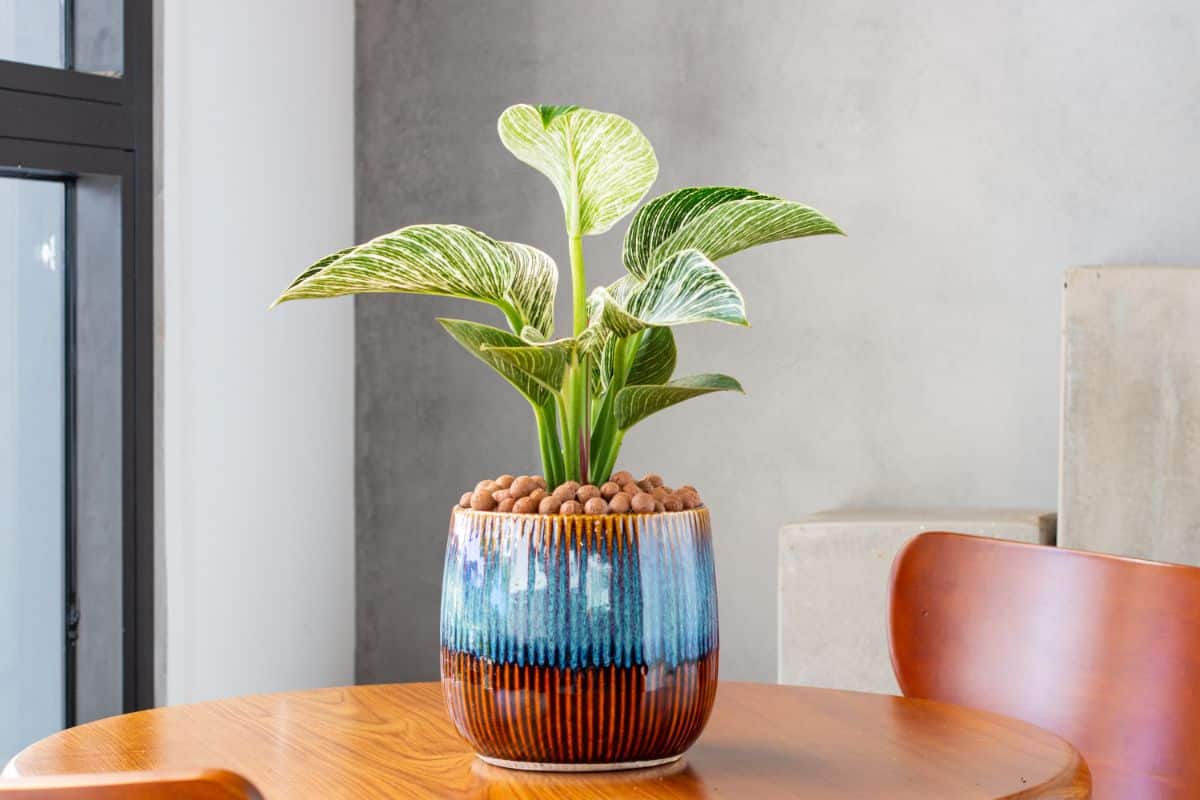 Philodendron Birkin in a colorful pot on a table.