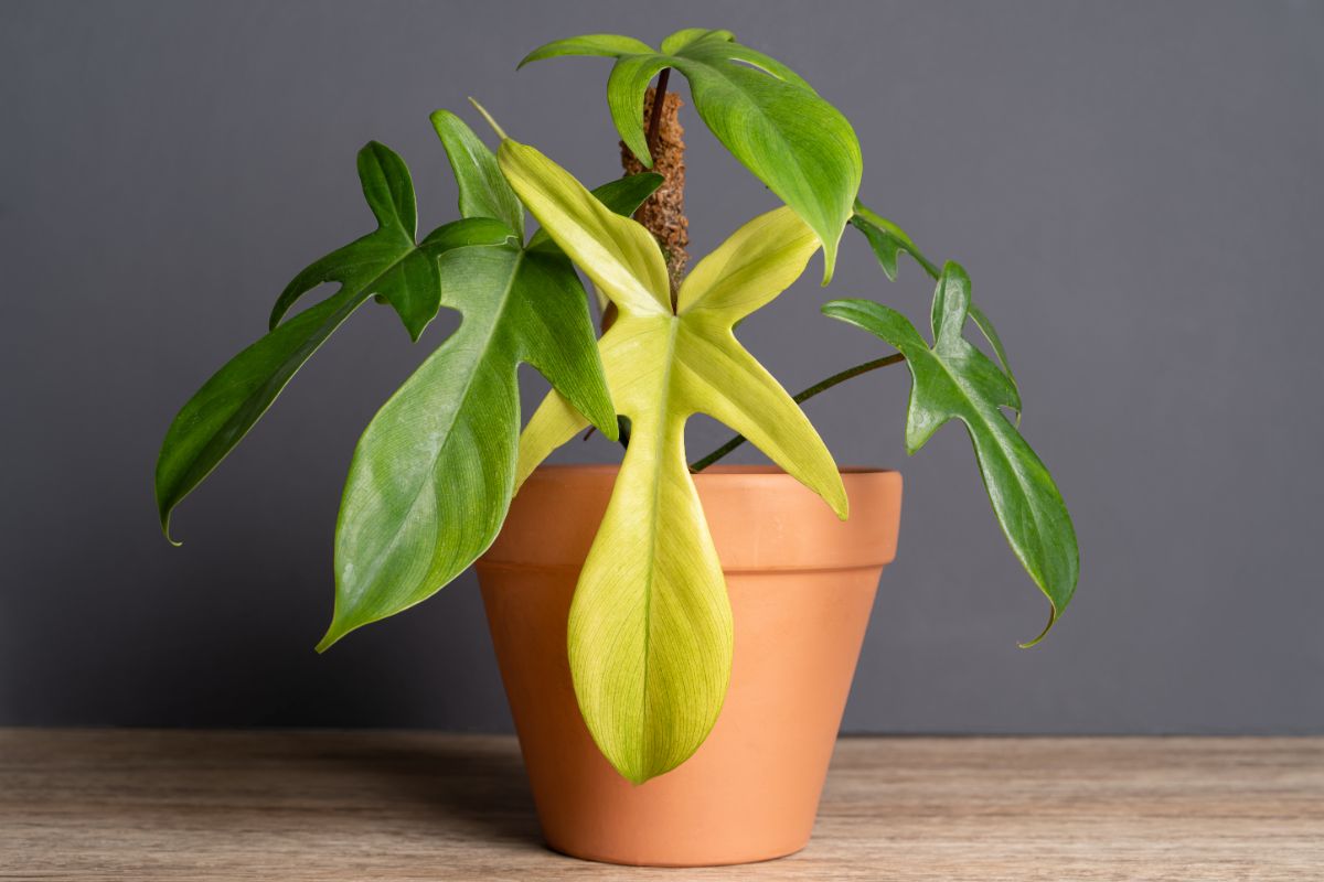 Philodendron Florida Ghost with bi-color foliage in a pot.