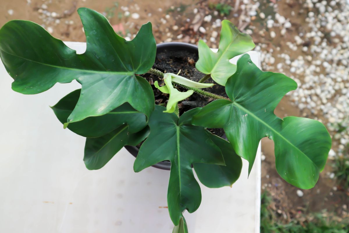 Philodendron pedatum in a black pot top view.
