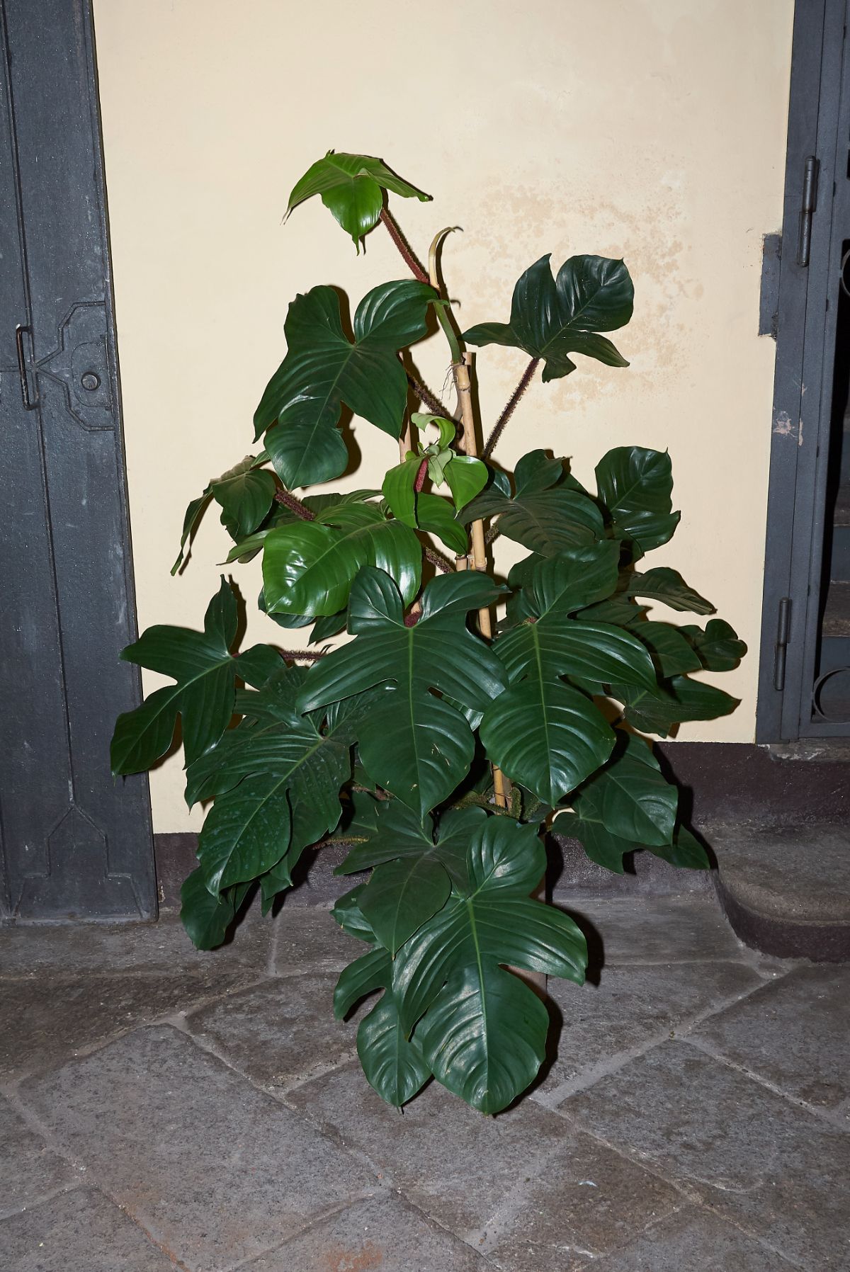 Philodendron Squamiferum in a pot on a floor.