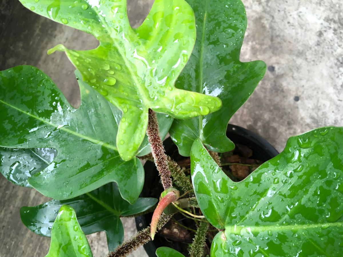 Philodendron Squamiferum with waterdrops on its leaves.