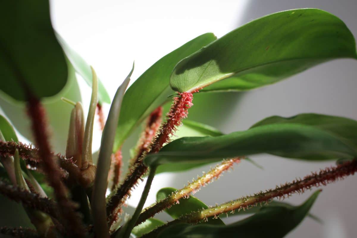 Fuzzy red stems of Philodendron Squamiferum.