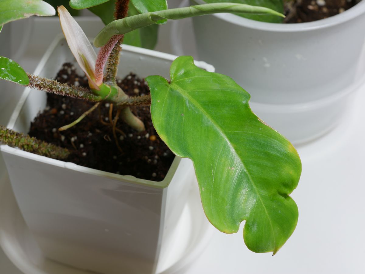 Philodendron Squamiferum in a white pot.