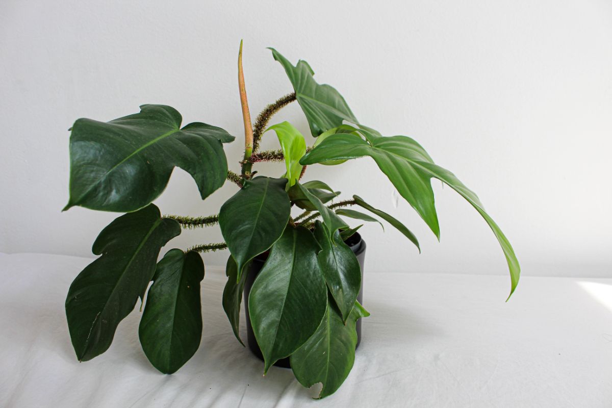 Philodendron Squamiferum in a black pot.