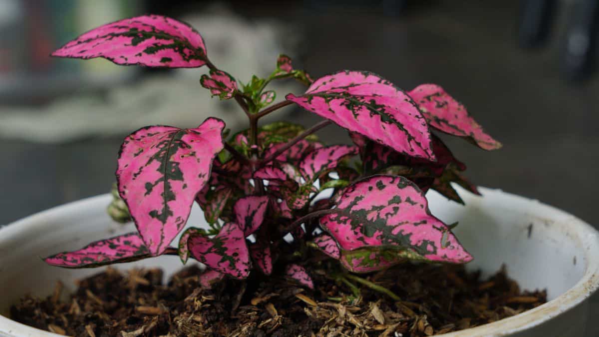 A polka dot plant with beautiful pink-green foliage.