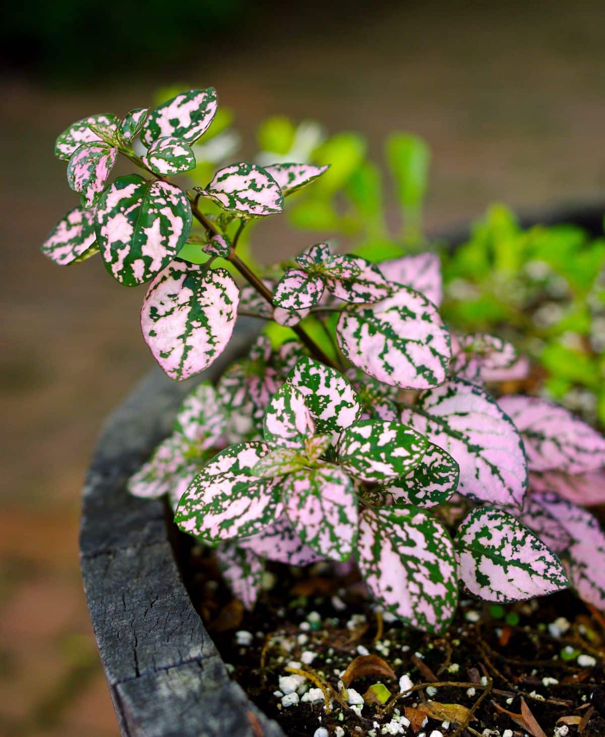 A polka dot plant with pink-green foliage in a pot.