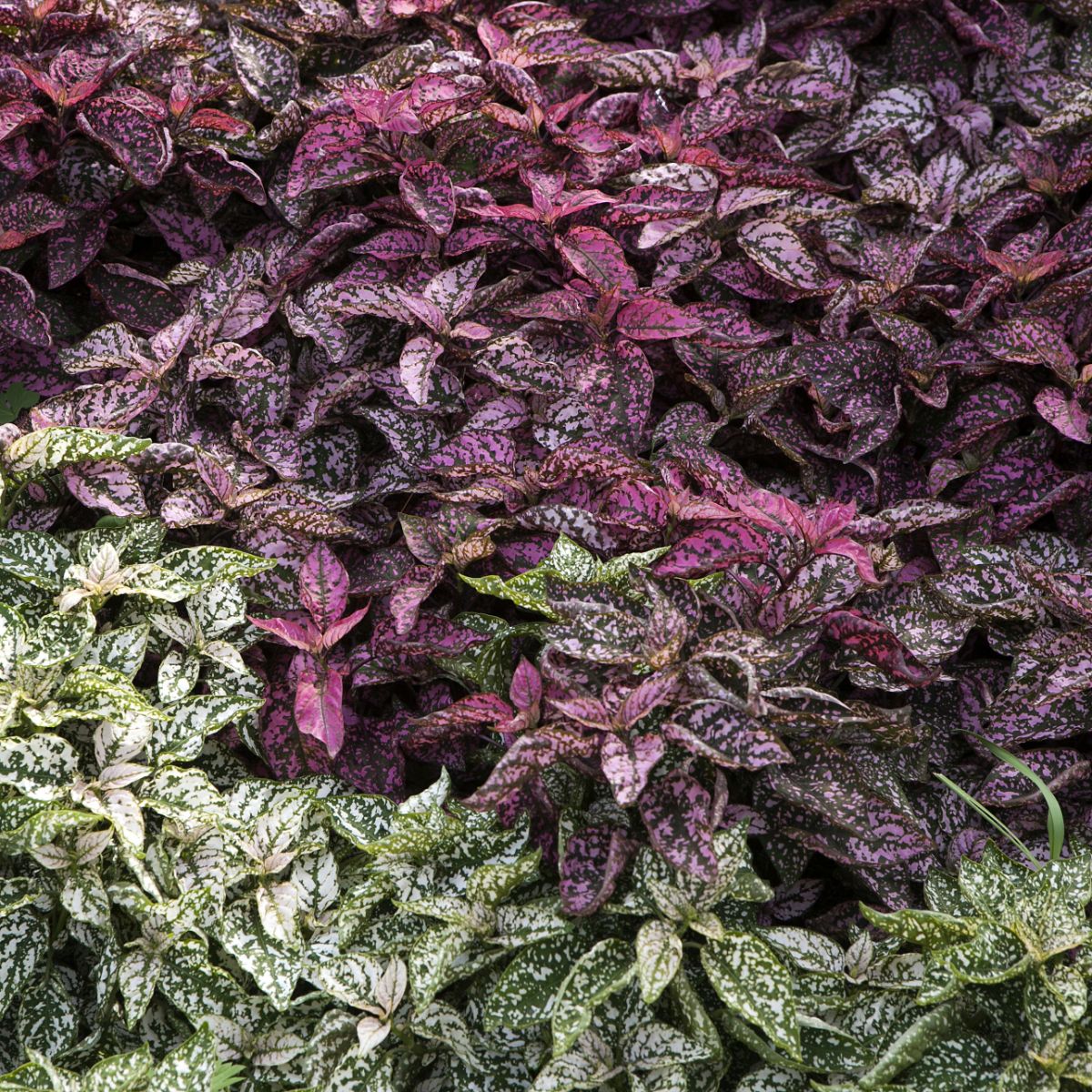 Polka dot plants with beautiful colorful foliage.