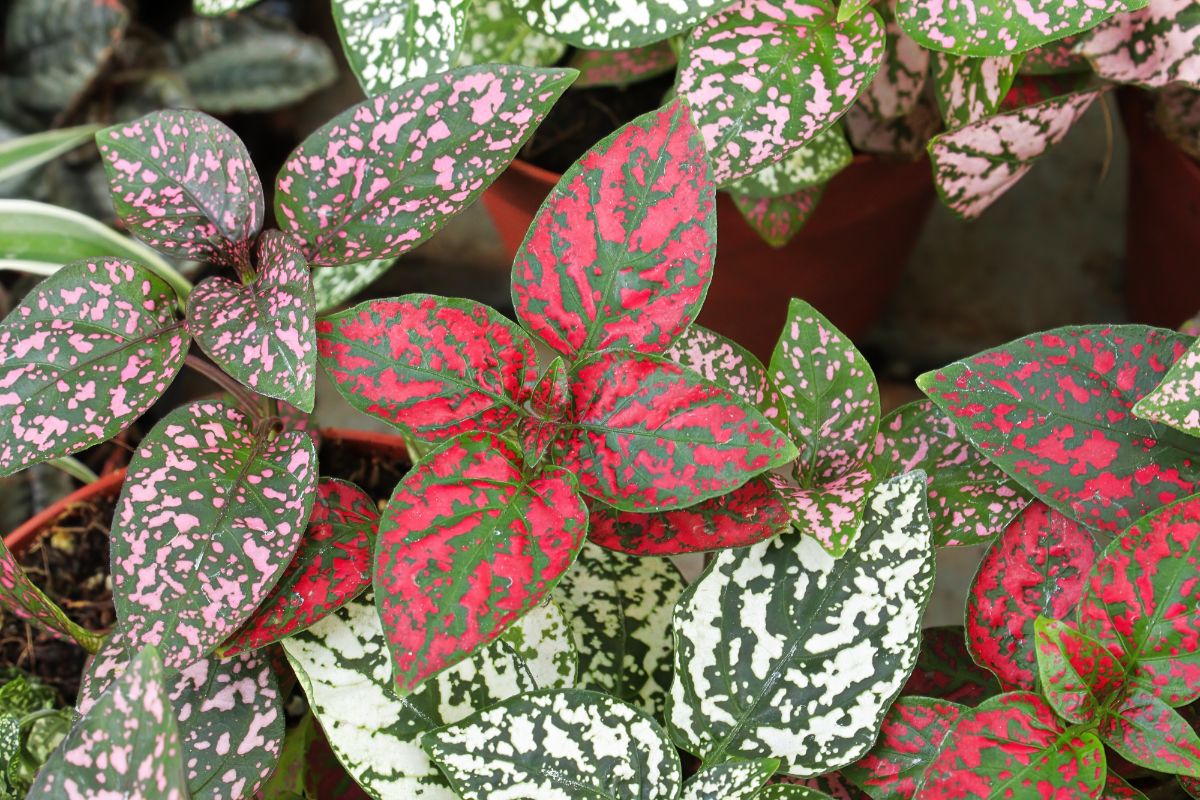 A polka dot plant with beautiful foliage.