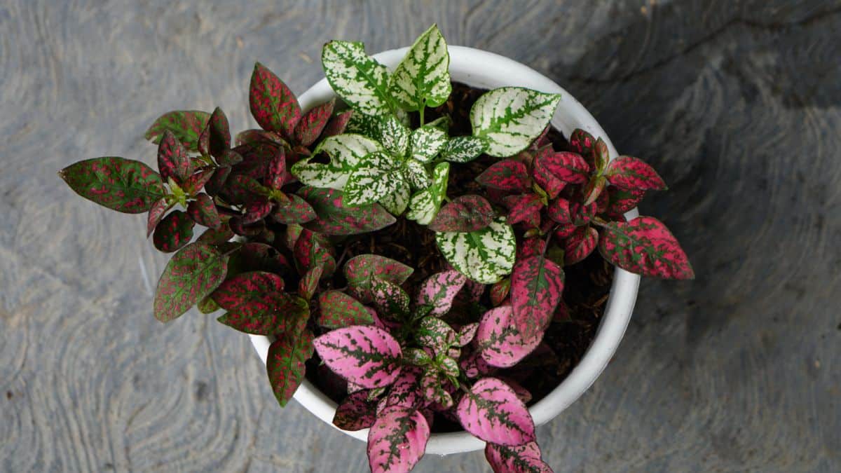 A polka dot plant with beautiful colorful foliage in a pot.
