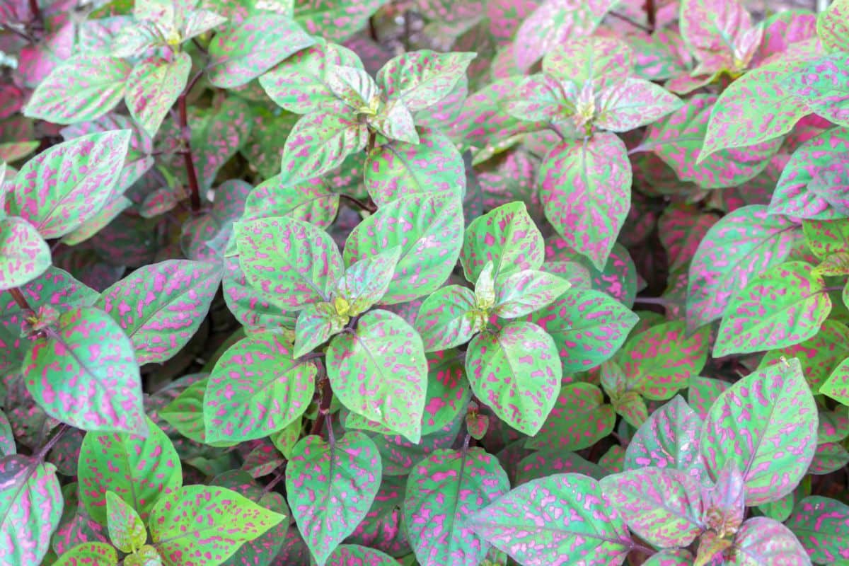 Polka dot plants with beautiful foliage.