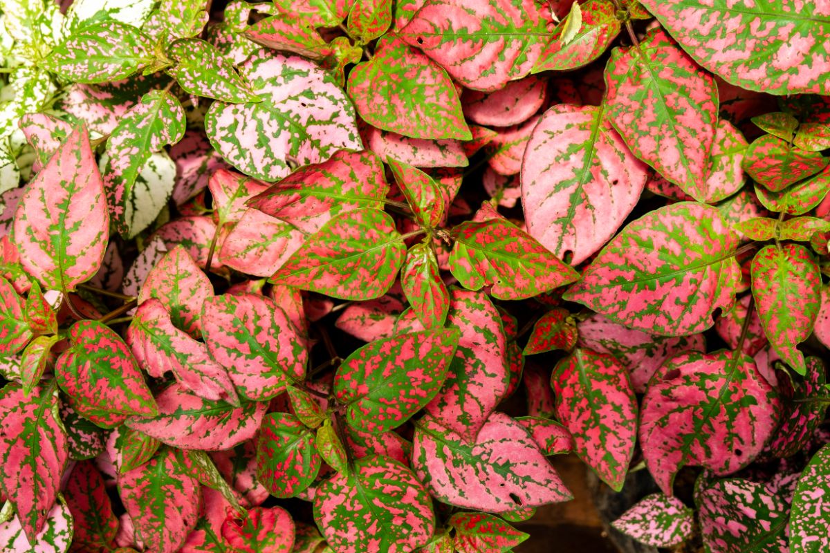 A polka dot plant with beautiful foliage.