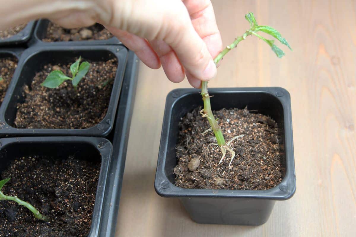 A hand holding a seedling over a small black pot.