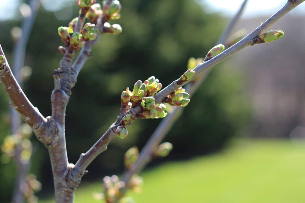 Rainier Cherry tree buds.