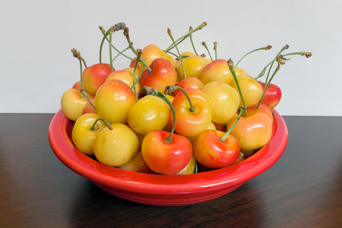 Ripe Rainier Cherries in a white bowl on a table.
