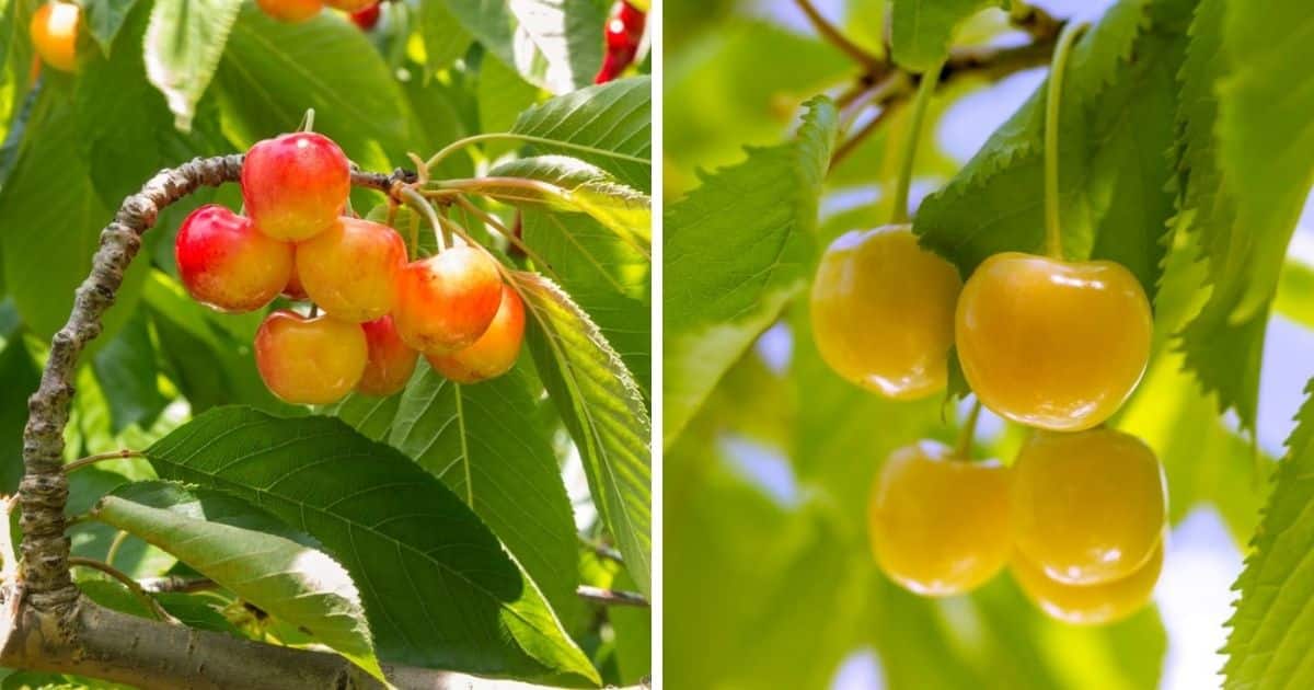 Rainier Cherries Growing Guide (Everything to Know)