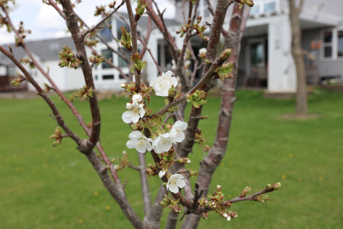 Rainier Cherry tree in white bloom.