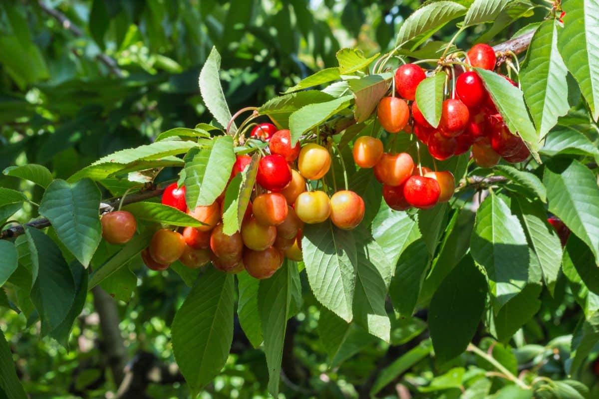 Ripe Rainier Cherries on a branch on a sunny day.