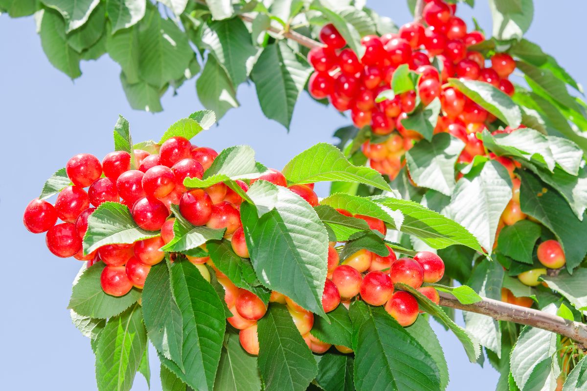 Ripe Rainier Cherries on a branch.