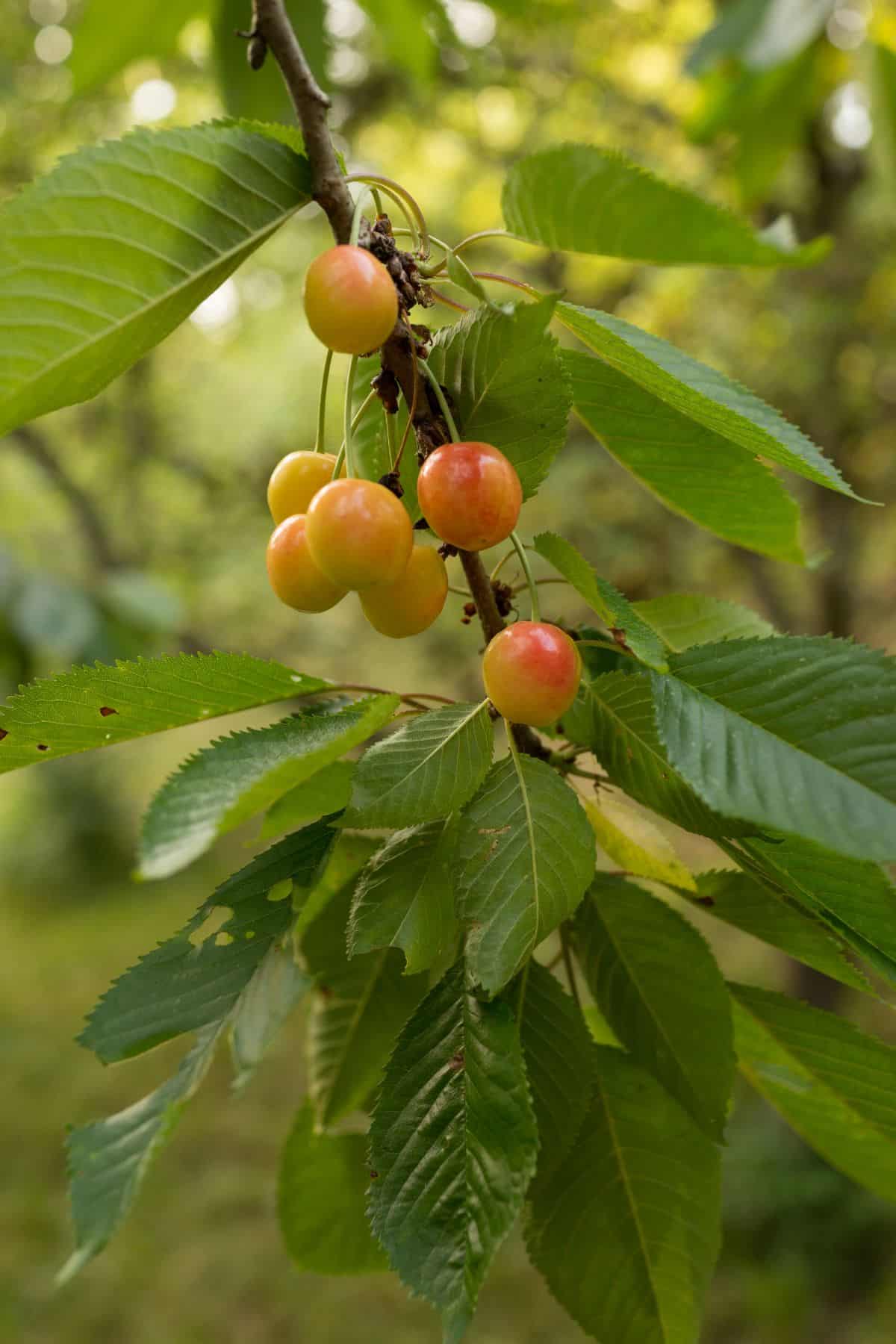RIpe Rainier Cherries on a branch.