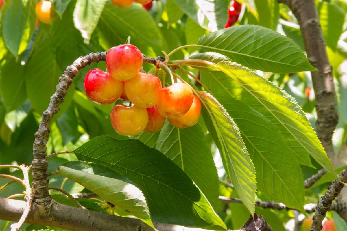 Ripe Rainier Cherries on a branch.