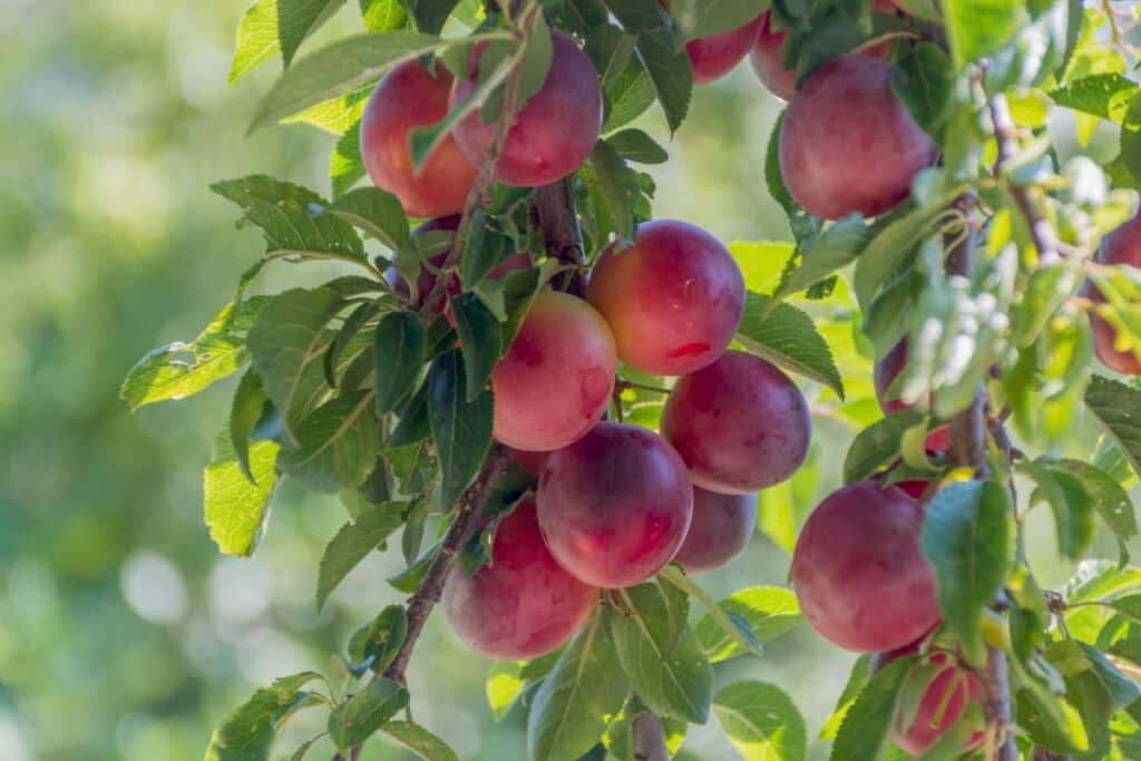 Cherry Plums Growing Guide + Variety Info