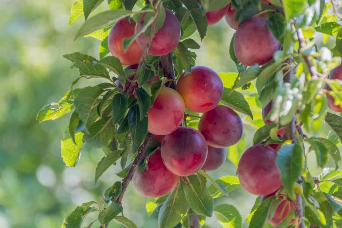 Ripe Cherry Plum fruits on a branch.