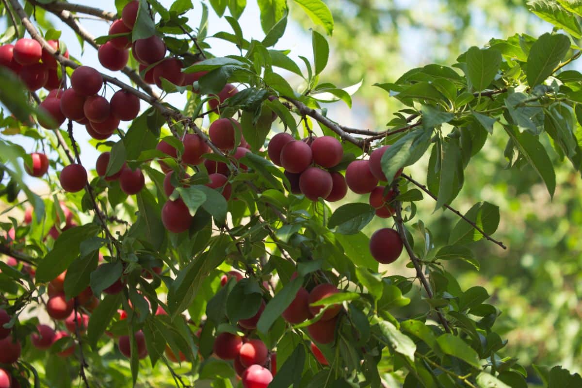 Ripe Cherry Plum fruits on a tree.