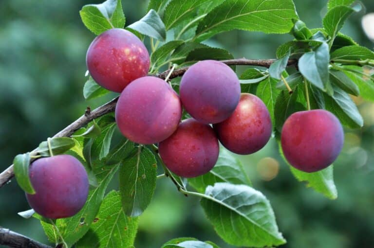 Cherry Plums Growing Guide + Variety Info