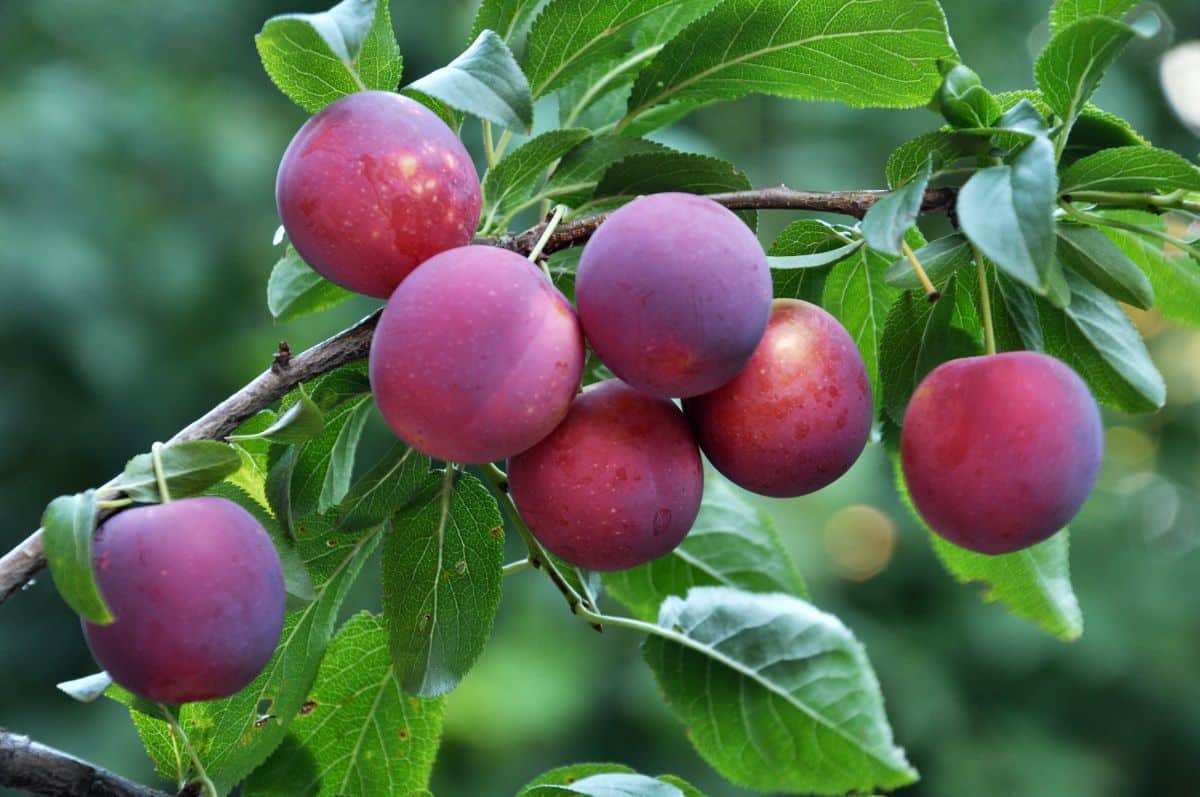 Ripe Cherry Plum fruits on a branch.