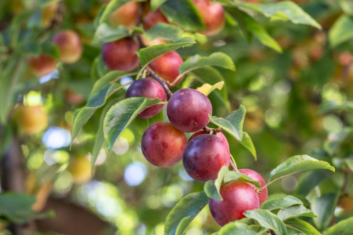 Ripe Cherry Plum fruits on a branch.