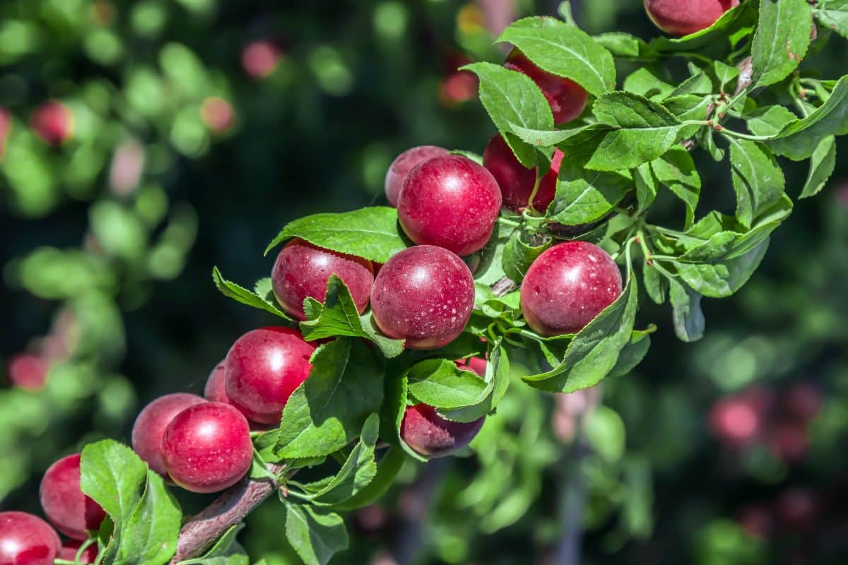 Ripe Cherry Plum fruits on a branch on a sunny day.