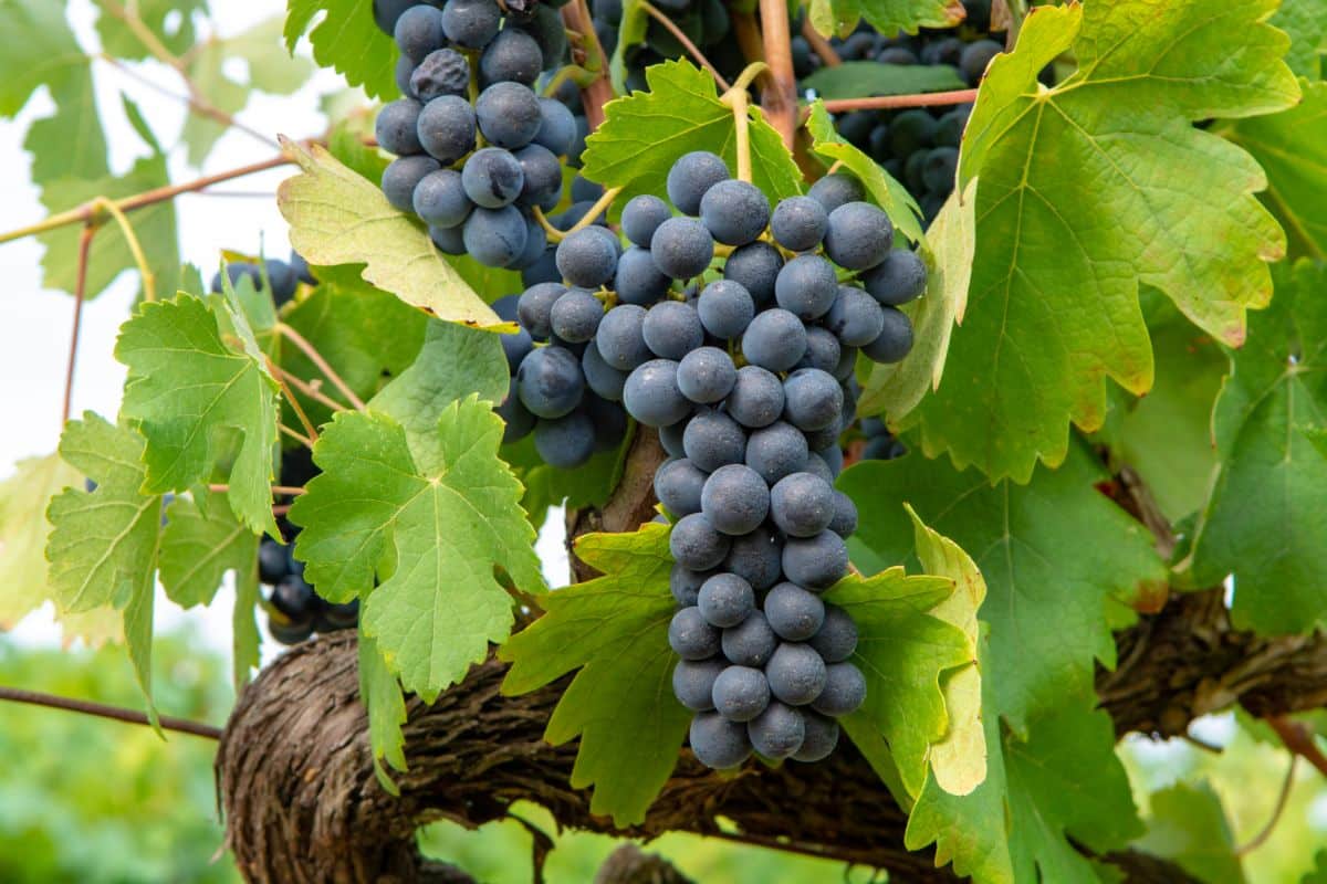 Sable vine with ripe clusters.