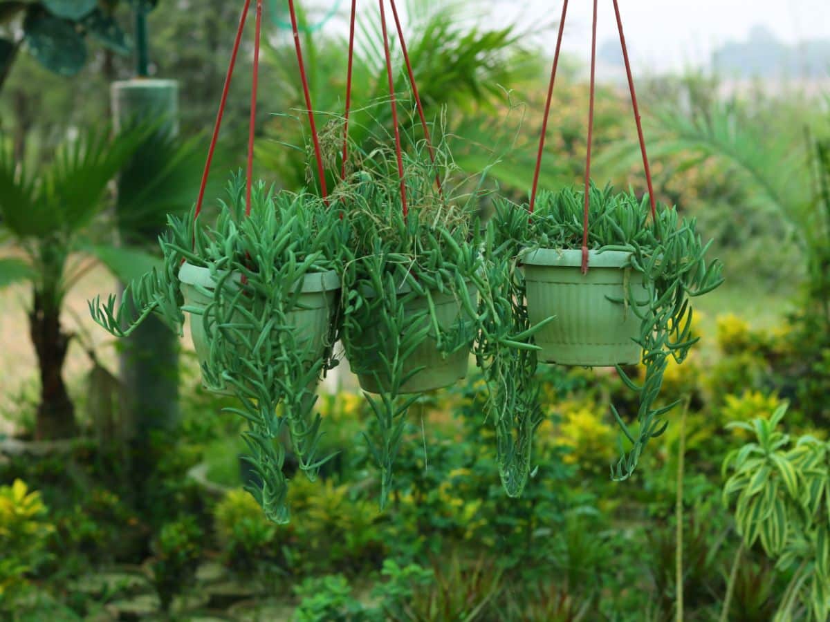 A string of Bananas plants in hanging baskets.