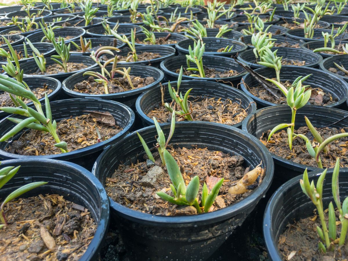 A string of Bananas seedling in pots.