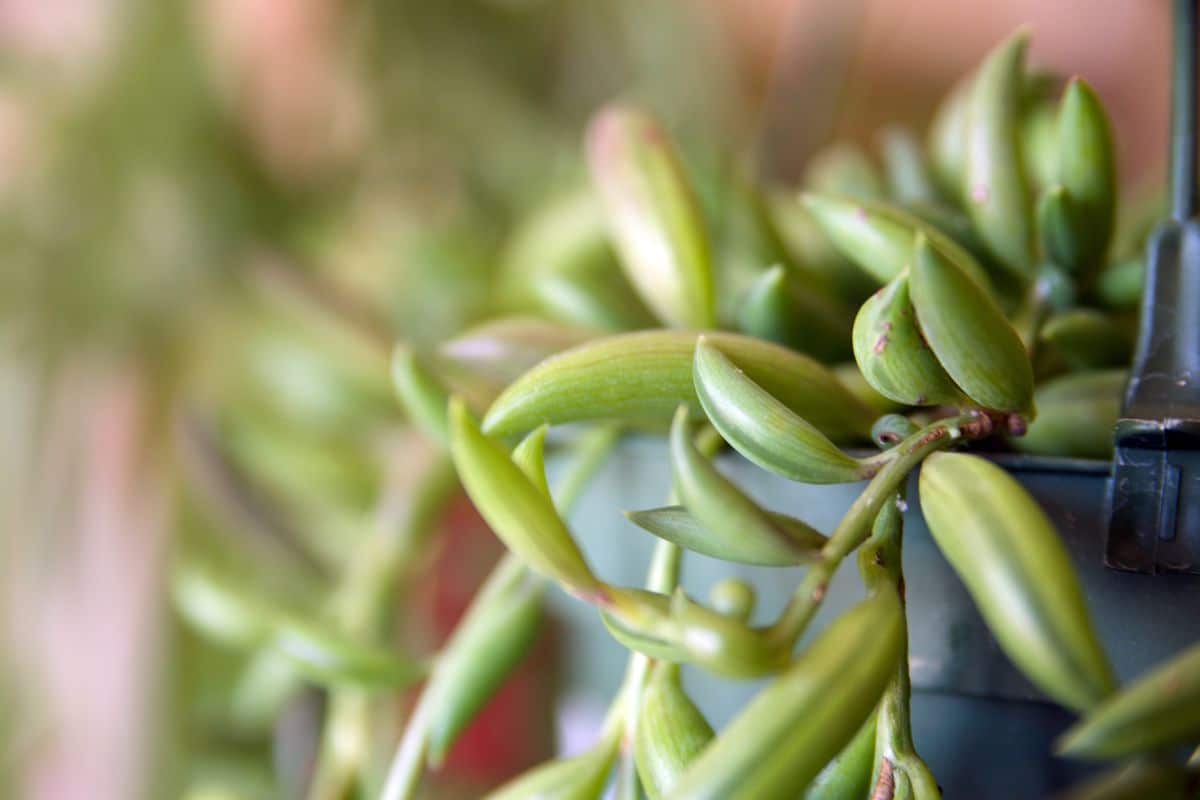 A close-up of a String of Bananas.