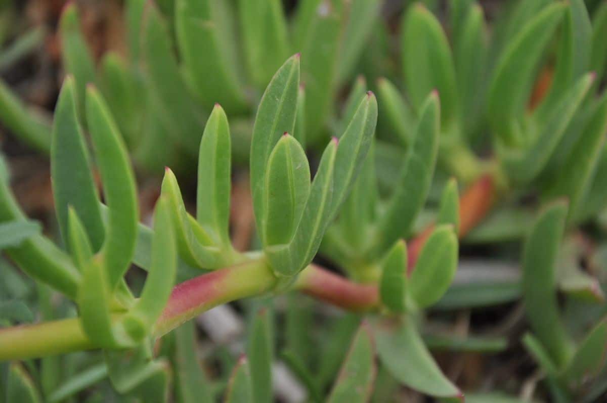 A close-up of a String of Bananas.