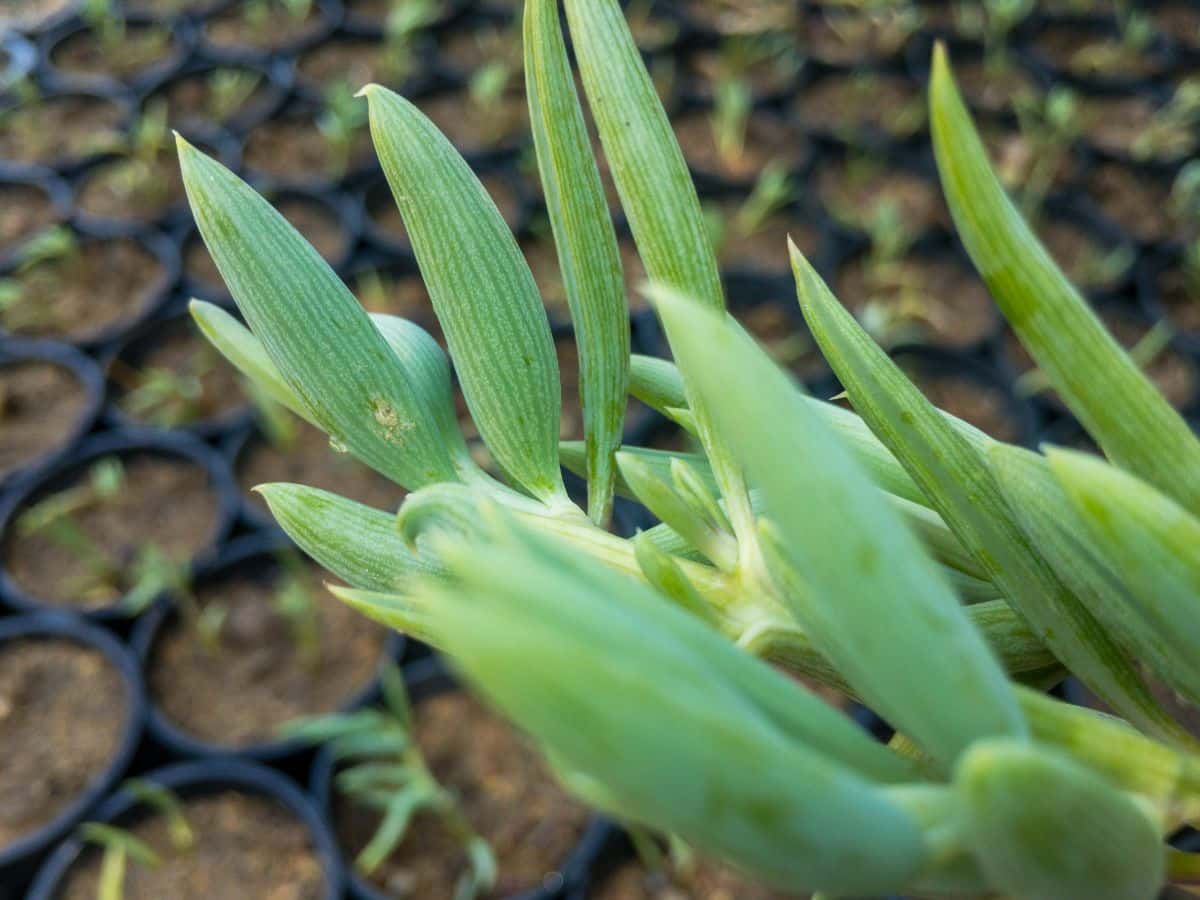 A close-up of a String of Bananas.