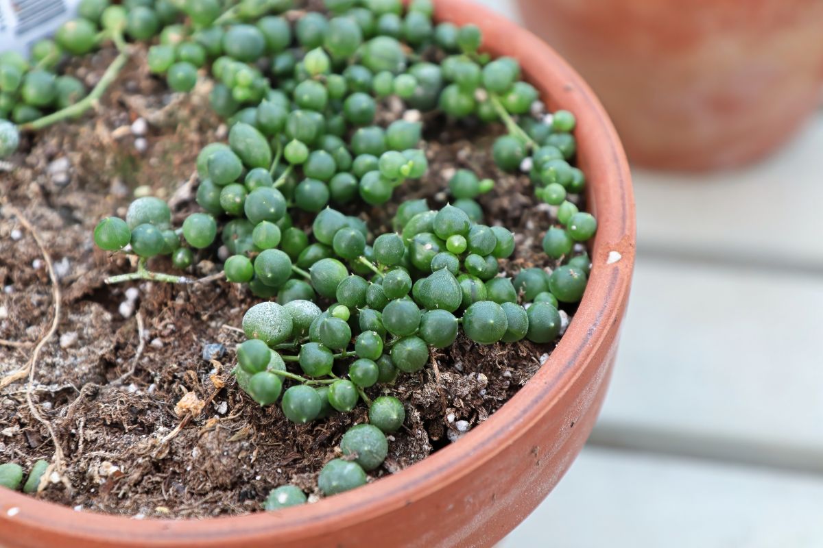 A string of pearls in a brown pot.