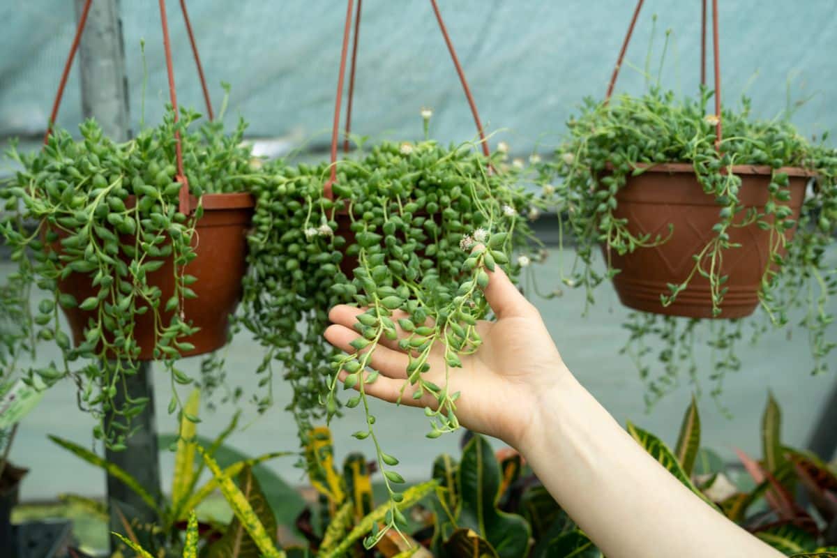 A hand touching a string of pearls in a hanging pot.