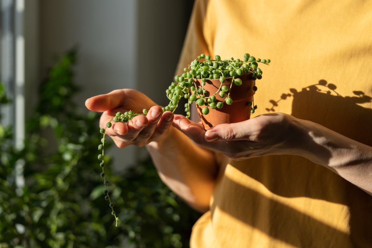 A gardener holding a string of pearls in a small pot.