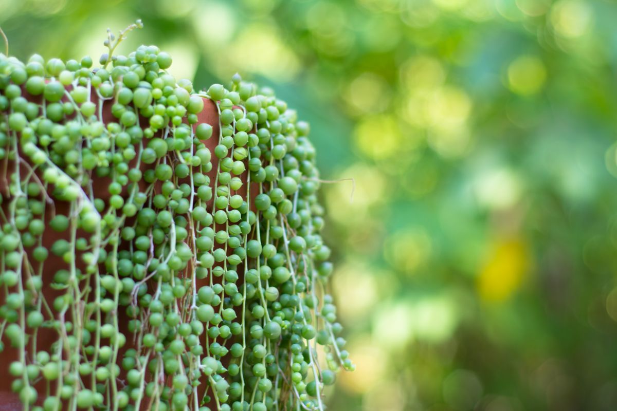 A string of pearls in a brown pot.