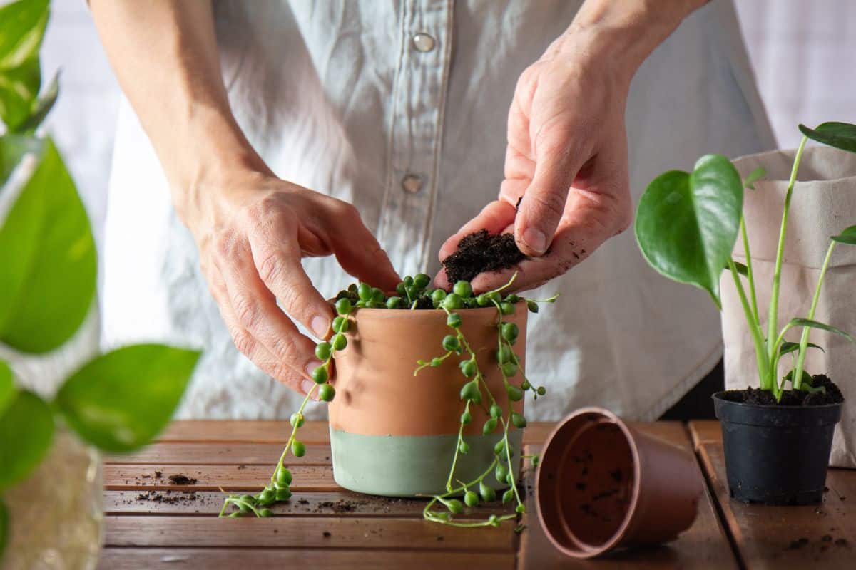 A gardener potting a string of pearls.