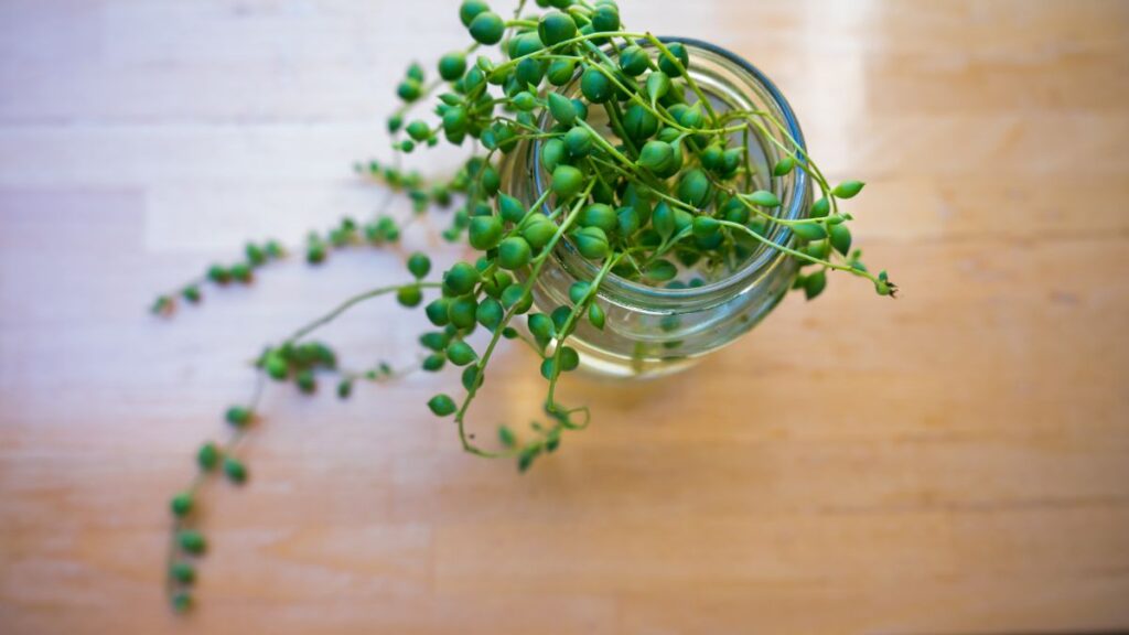 How to Propagate String of Pearls