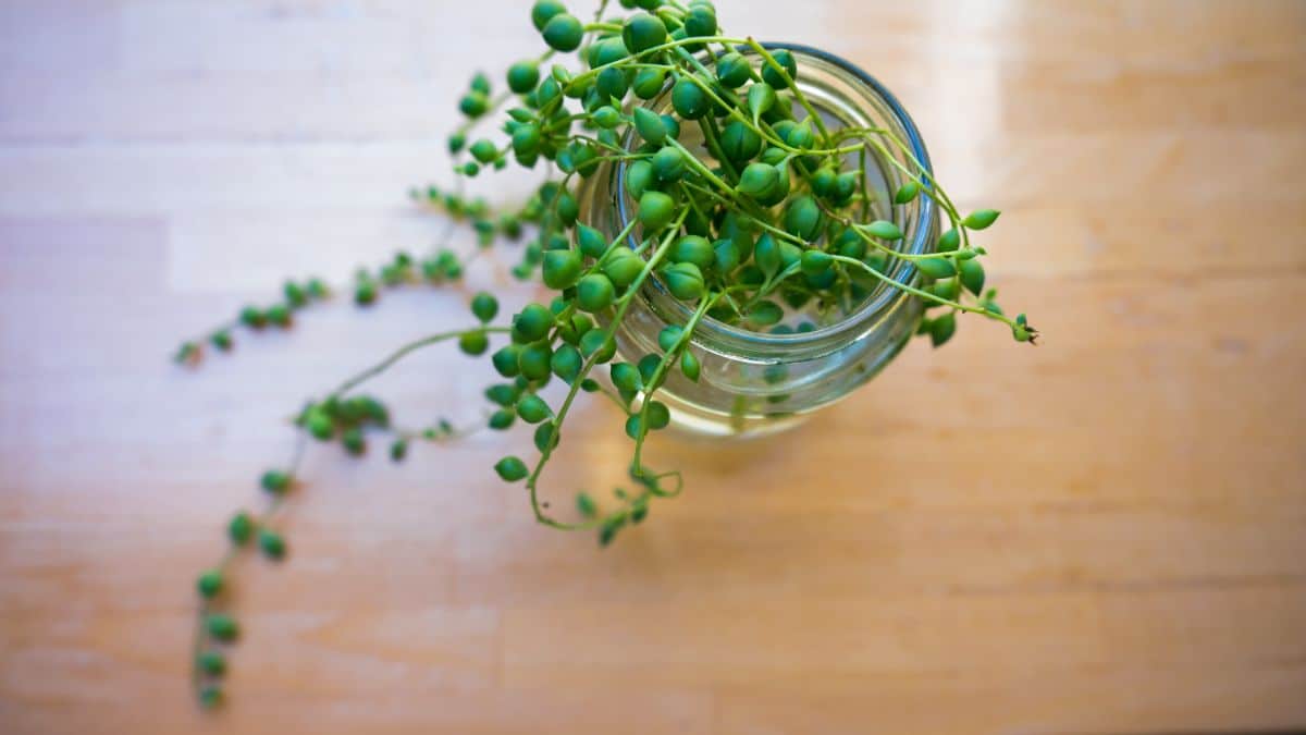 A string of pearl water propagation.