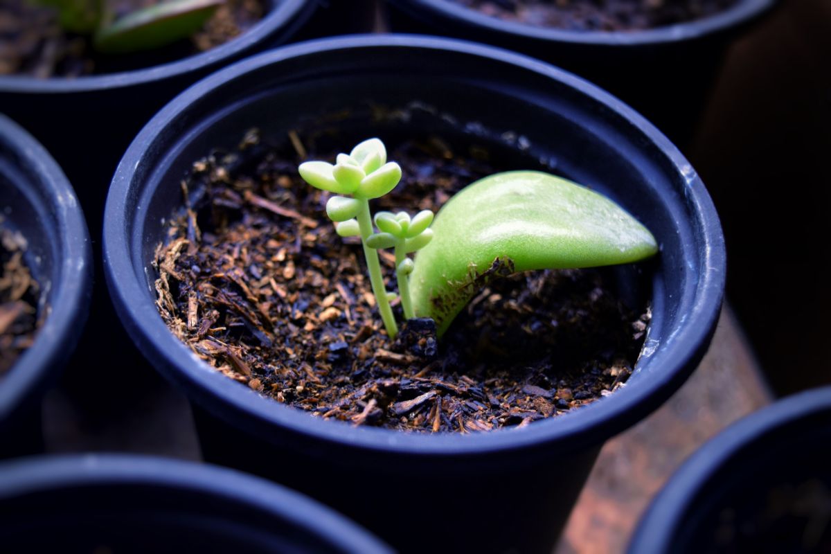 A young succulent sprouting in a small pot.
