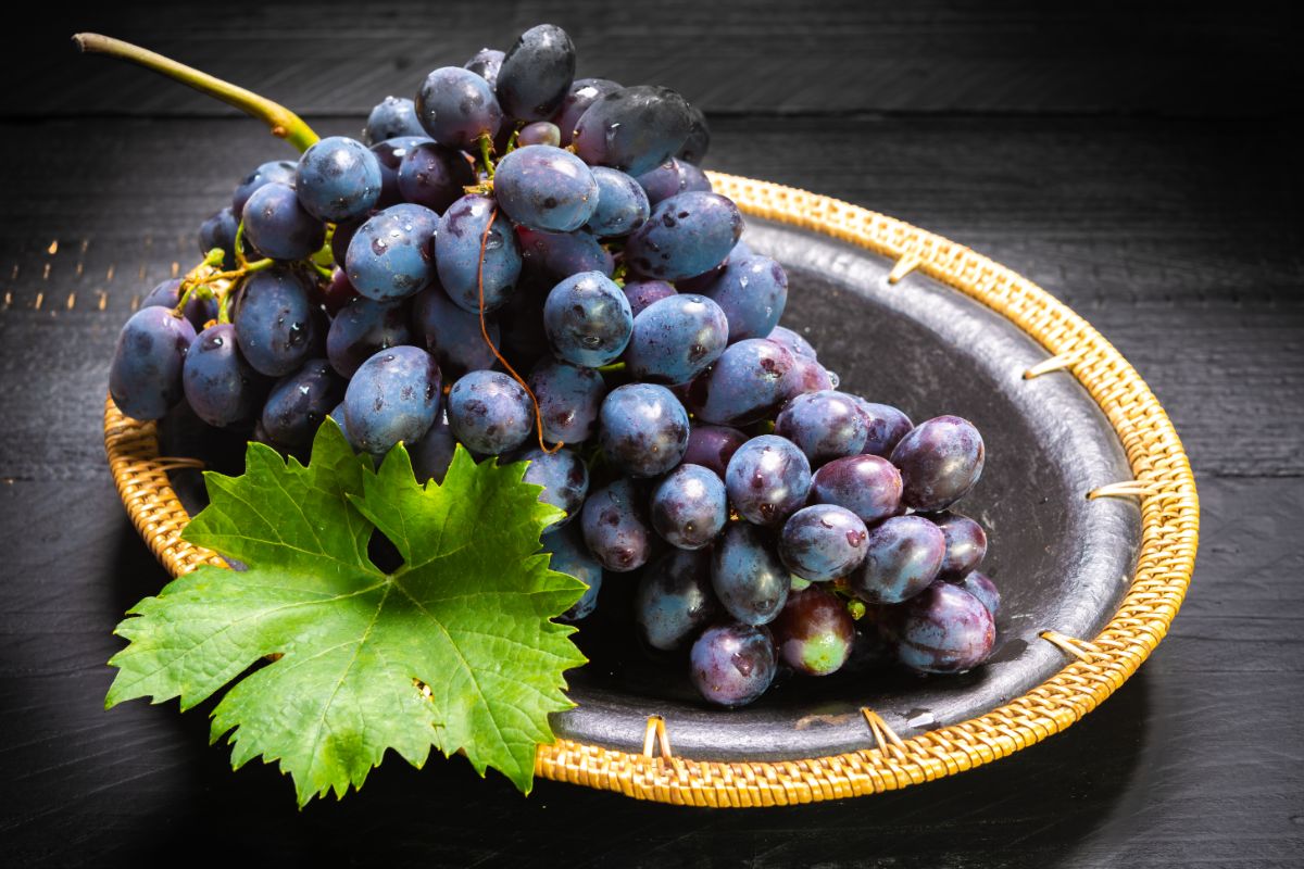 A cluster of a ripe Thomcord Seedless Grape on a palte.