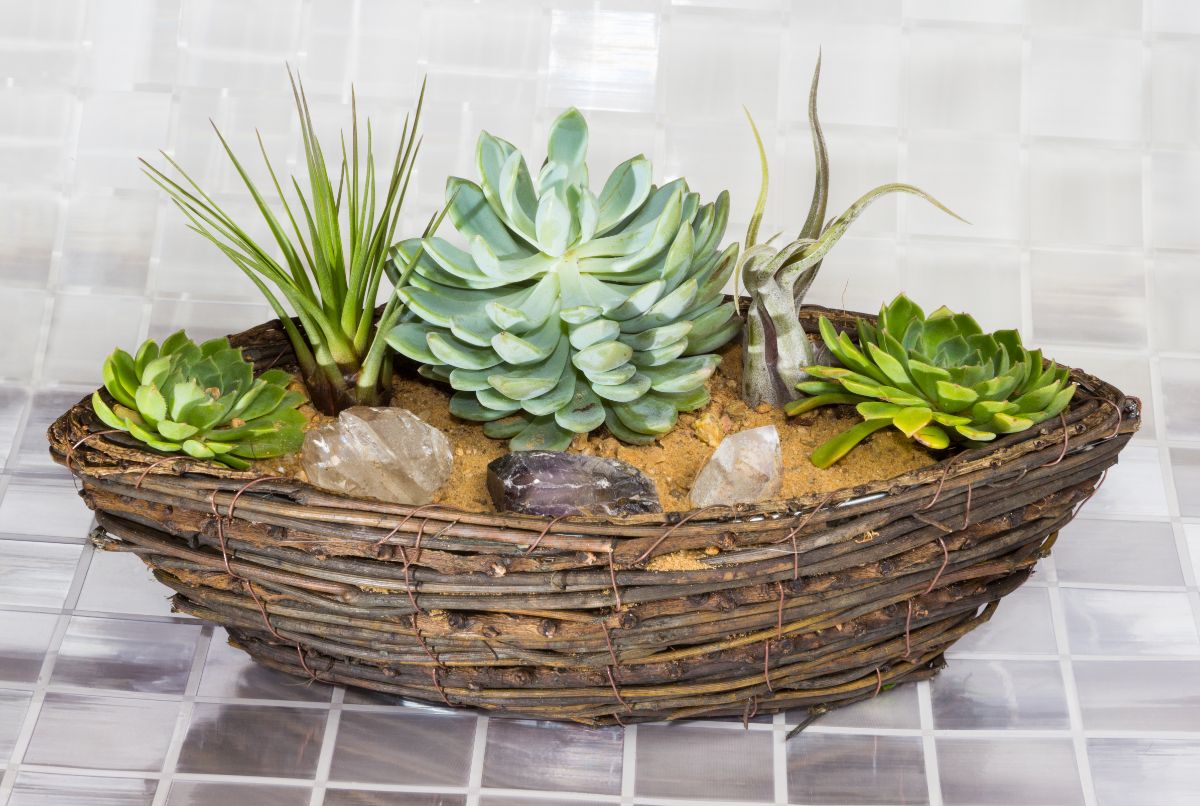 Tillandsia in a small basket with other plants and crystals.
